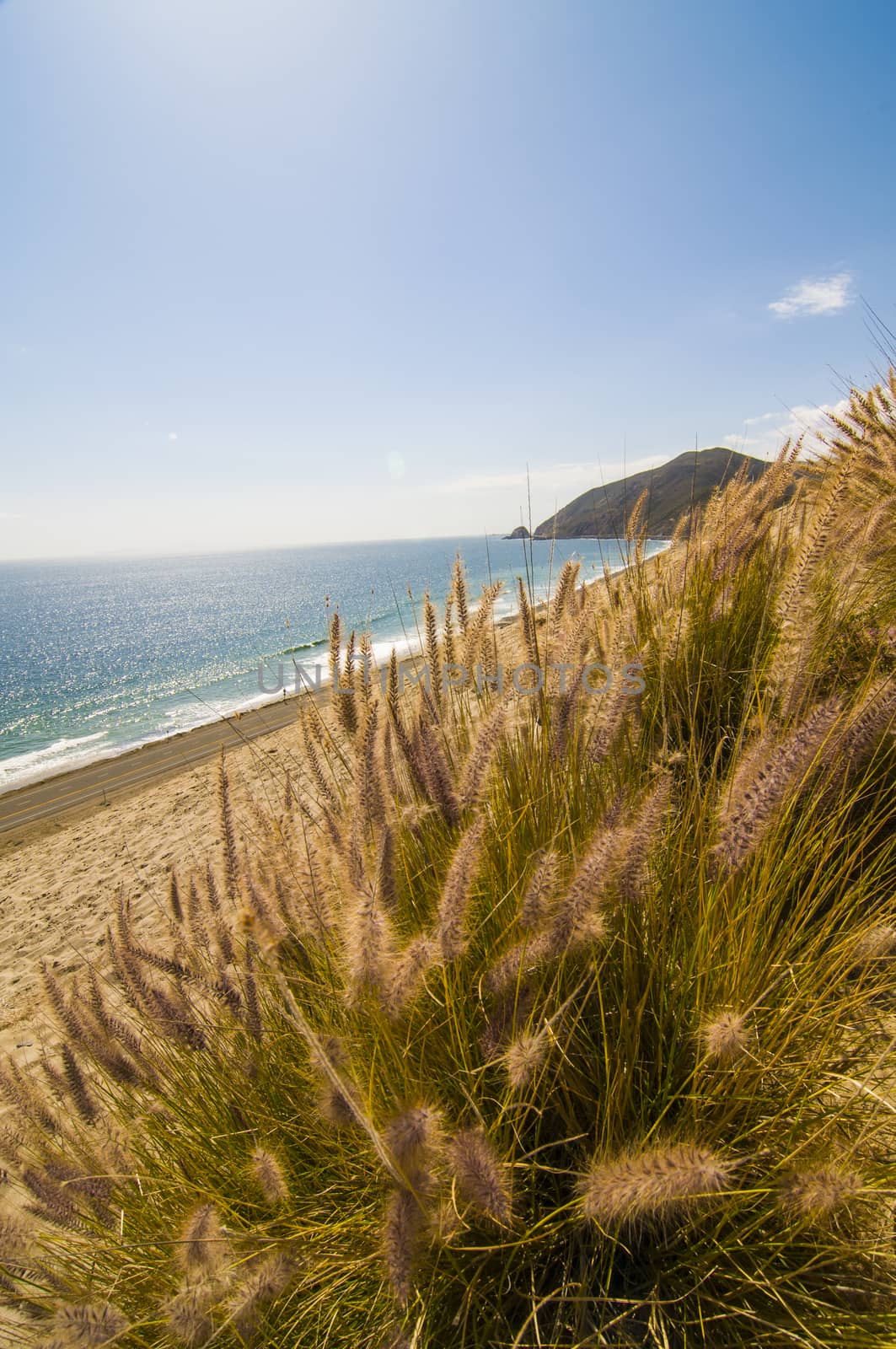 Dune grass with beach in background by Njean