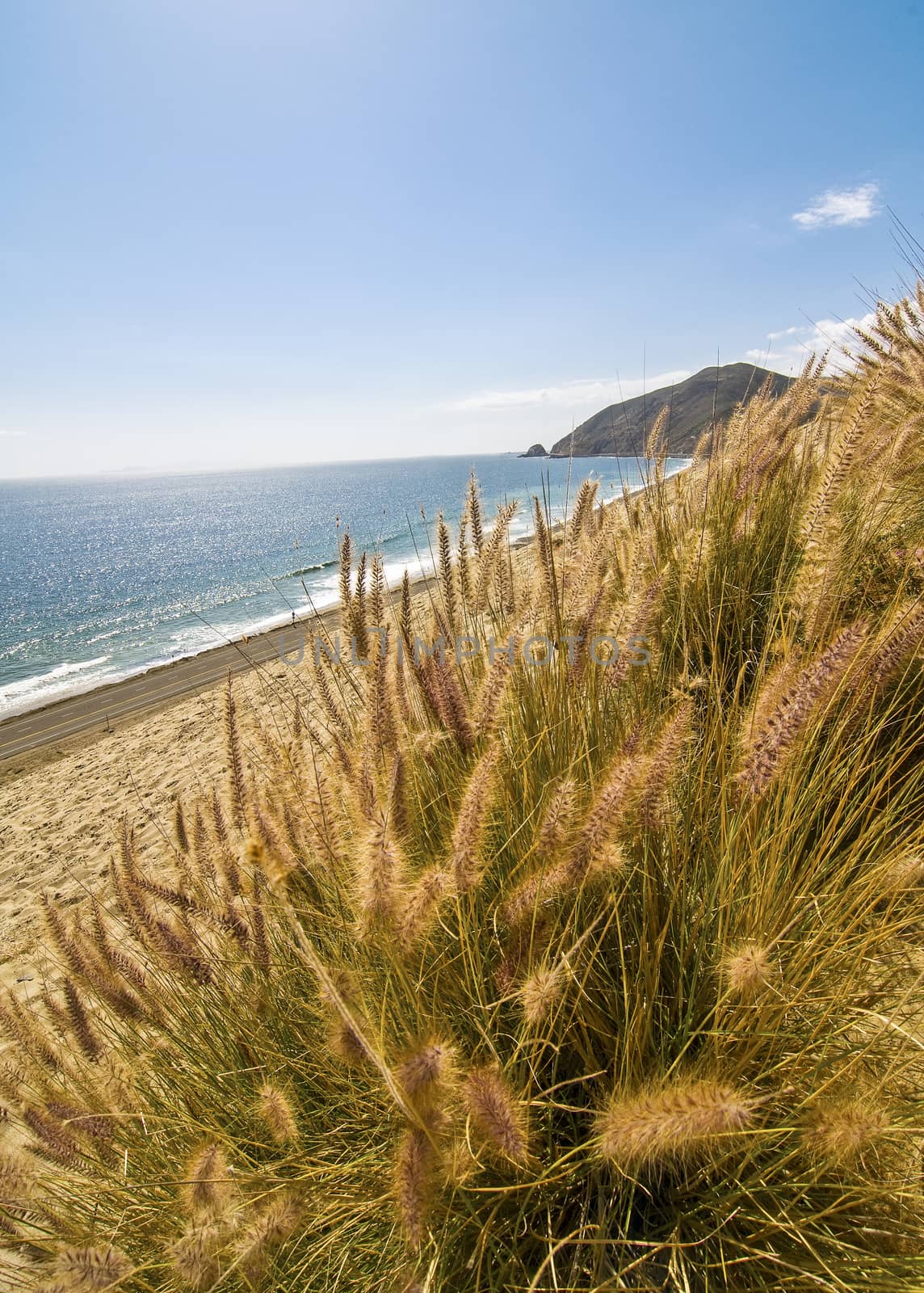 Dune grass with beach in background