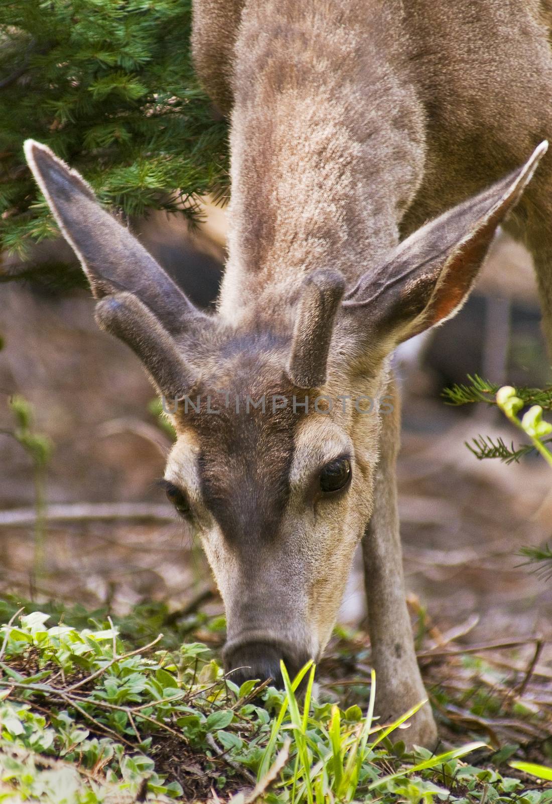 Wild Mule Deer (Odocoileus hemionus) by Njean