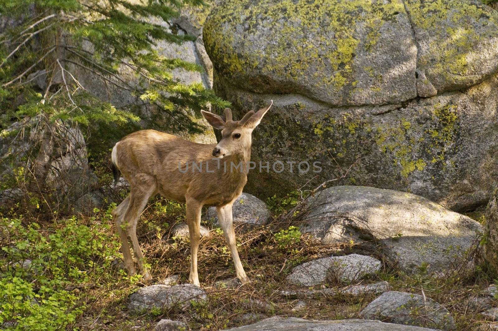 Mule Deer at Lodgepole campground in Sequoia, CA