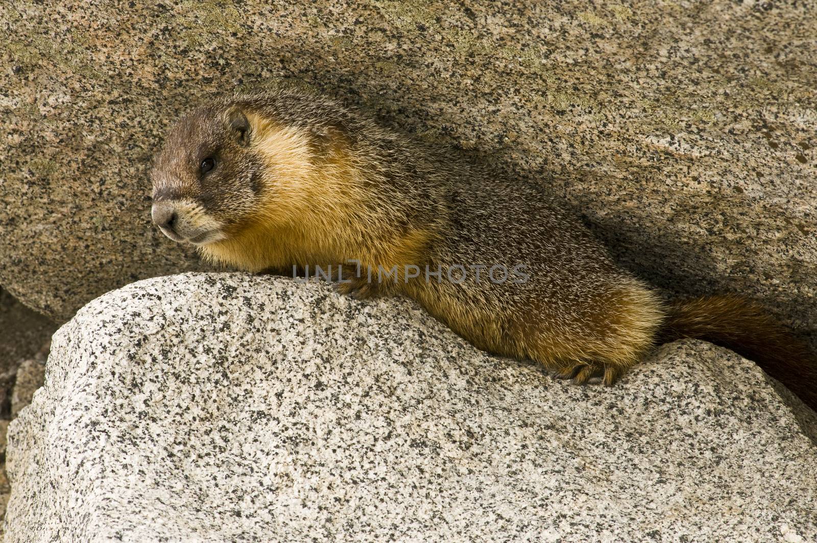 Wild Marmot (Marmota) near Tokopah falls located in the Lodgeple campground in the Sequoia National Park, CA. Native to mountainous regions of Europe, United States, and Canada.