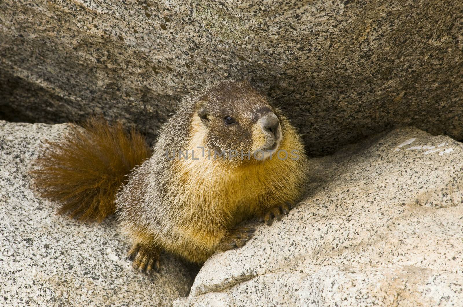 Wild Marmot (Marmota) near Tokopah falls located in the Lodgeple campground in the Sequoia National Park, CA. Native to mountainous regions of Europe, United States, and Canada.