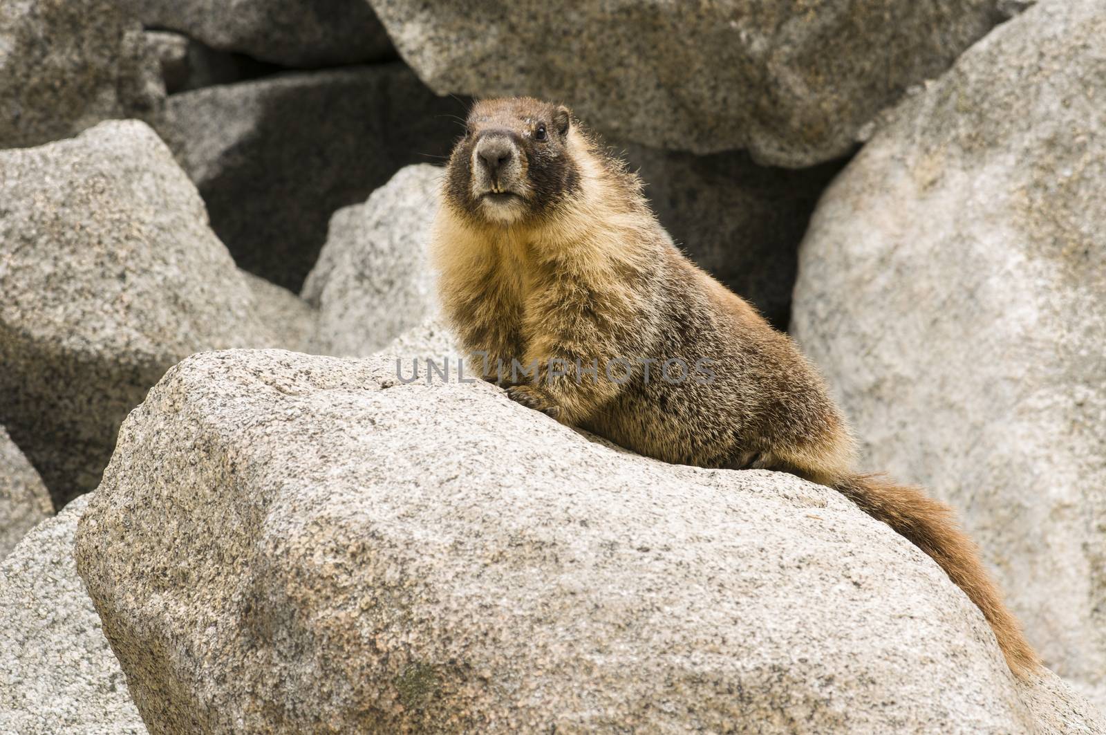 Wild Marmot (Marmota) by Njean