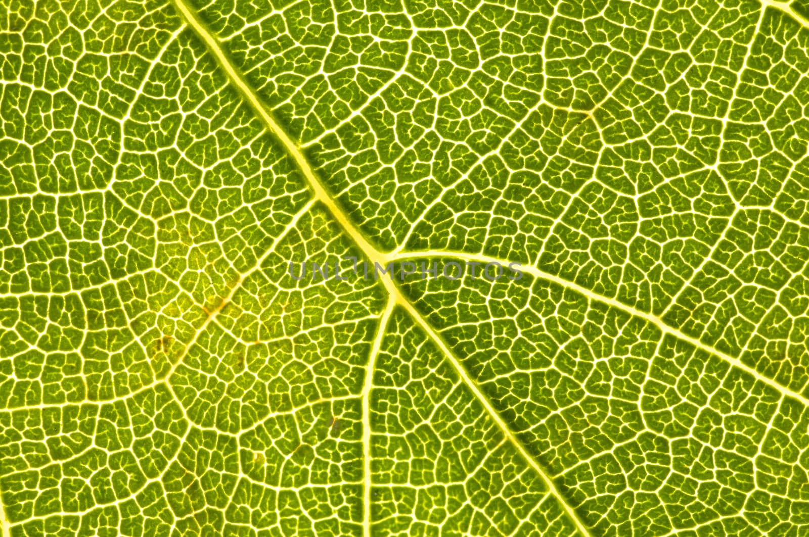 Veins of a ivy leaf (Hedera) by Njean