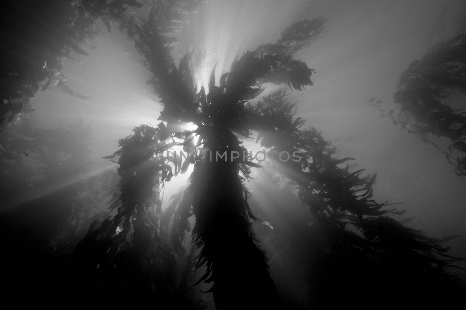 Sun shadowed by kelp forest. Unknown dive spot, Anacapa, Channel Islands, 34°00.92 N 119°22.51 W