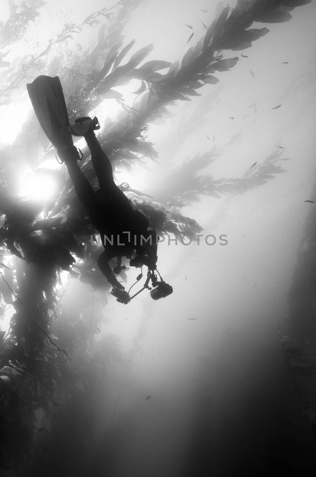 Underwater photographer  diving through kelp forest.  Unknown dive spot, Anacapa, Channel Islands, 34°00.92 N 119°22.51 W
