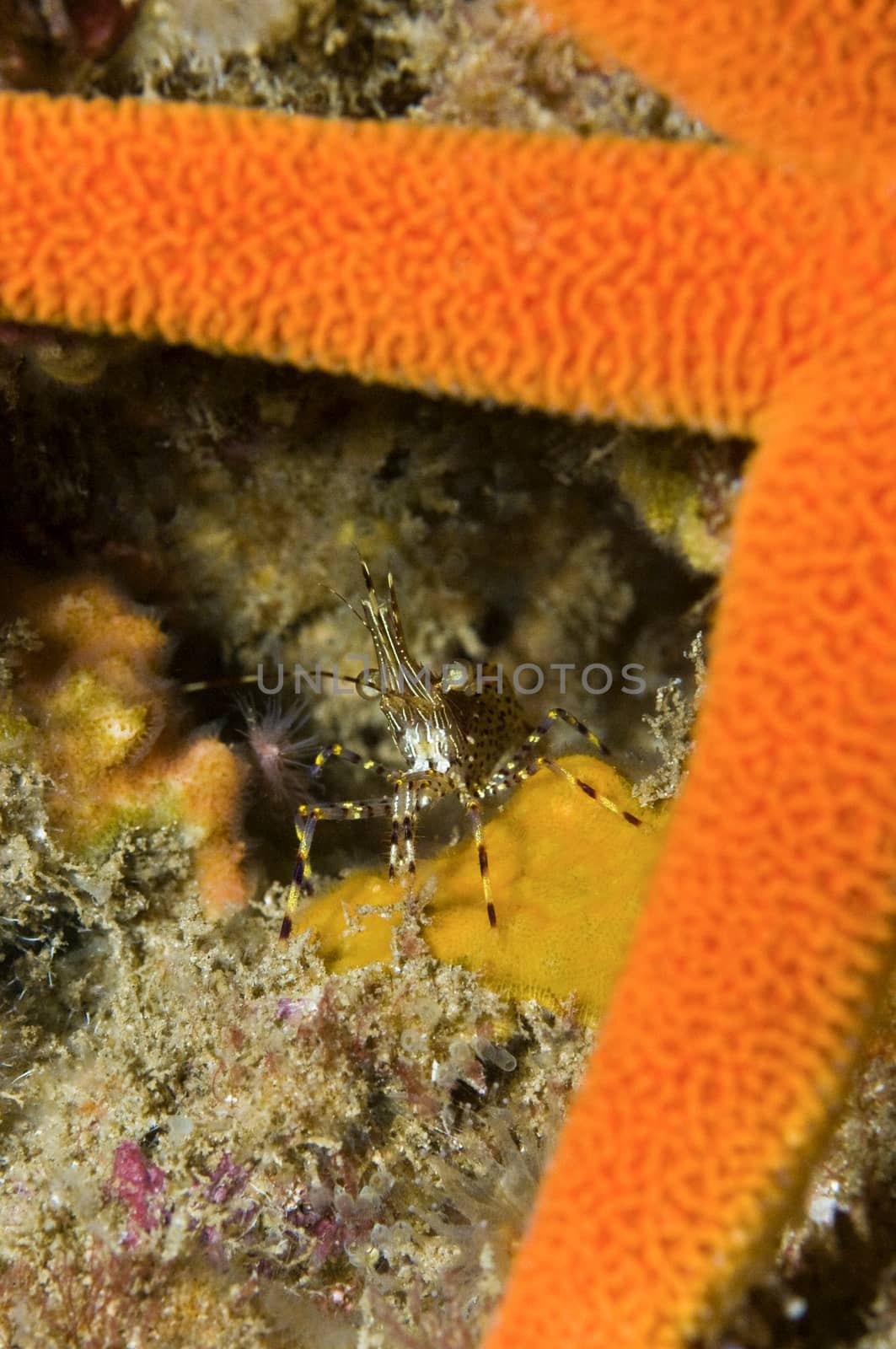 Coonstriped shrimp (Pandalus hypsinotus) by Njean