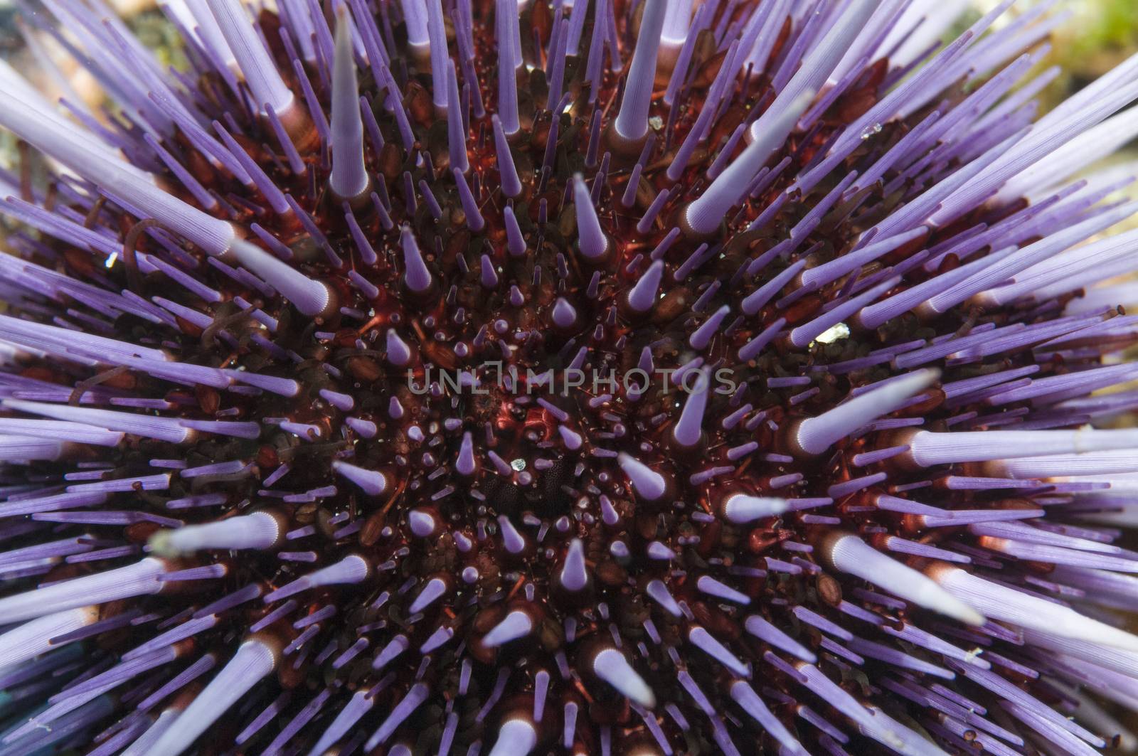 Purple Sea Urchin (Strongylocentrotus purpuratus) by Njean