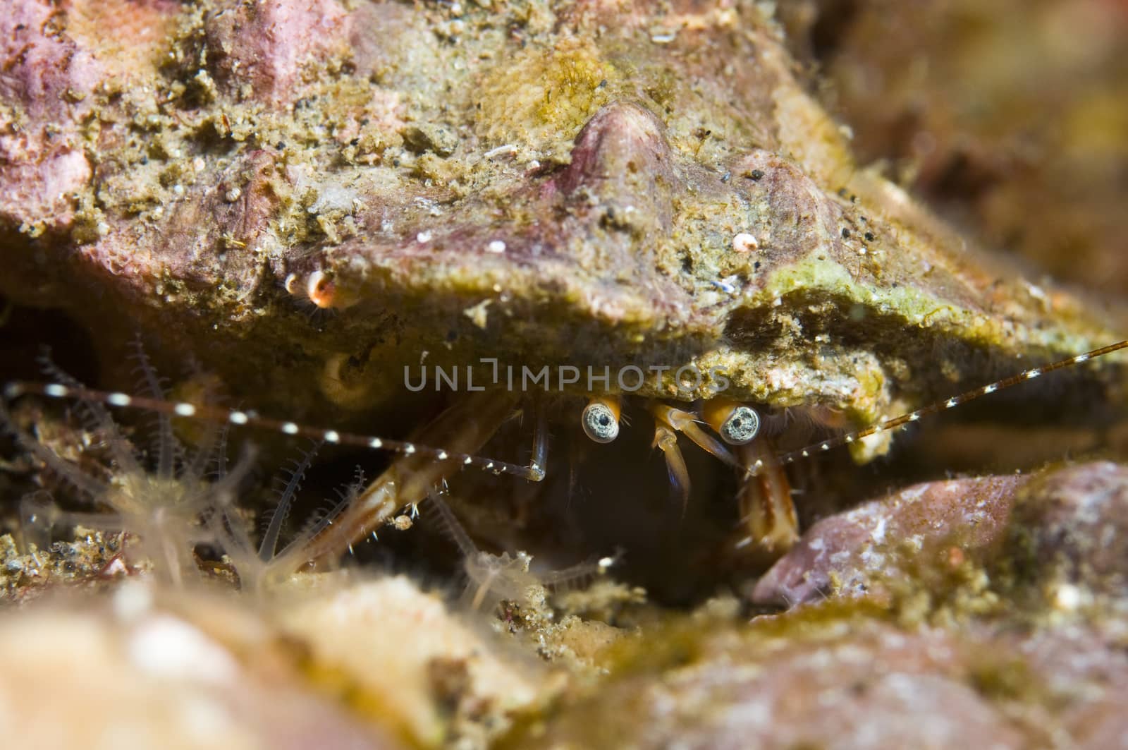 Hermit crab (Family Paguridae)