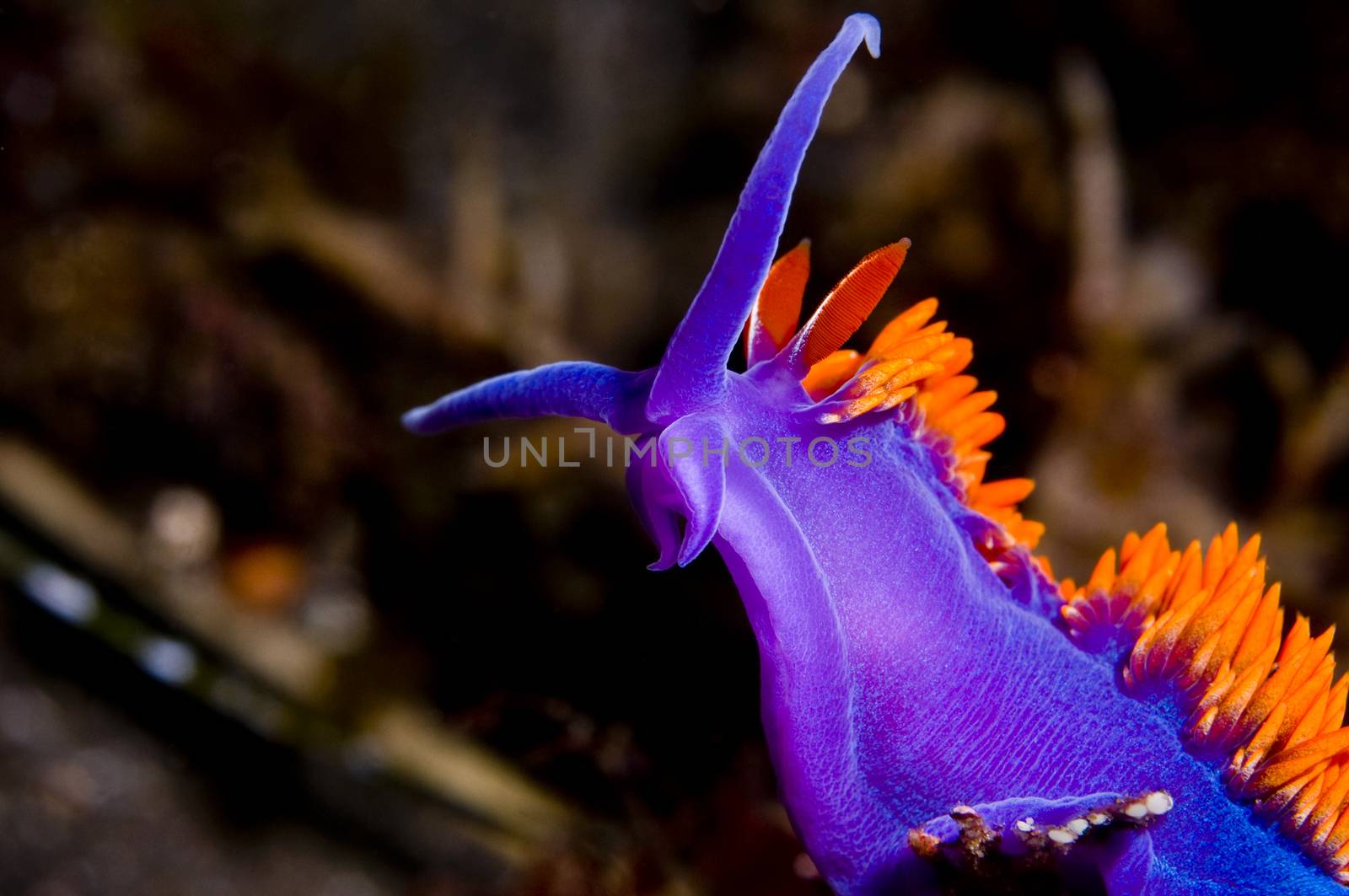 Flabellina iodinea (Spanish shawl) nudibranch close-up by Njean