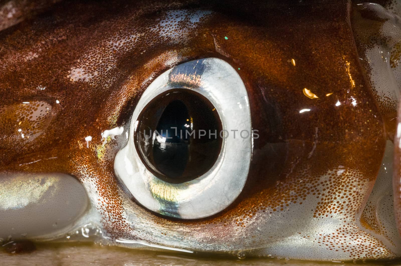 Squid Eye close-up with Chromatophores  by Njean