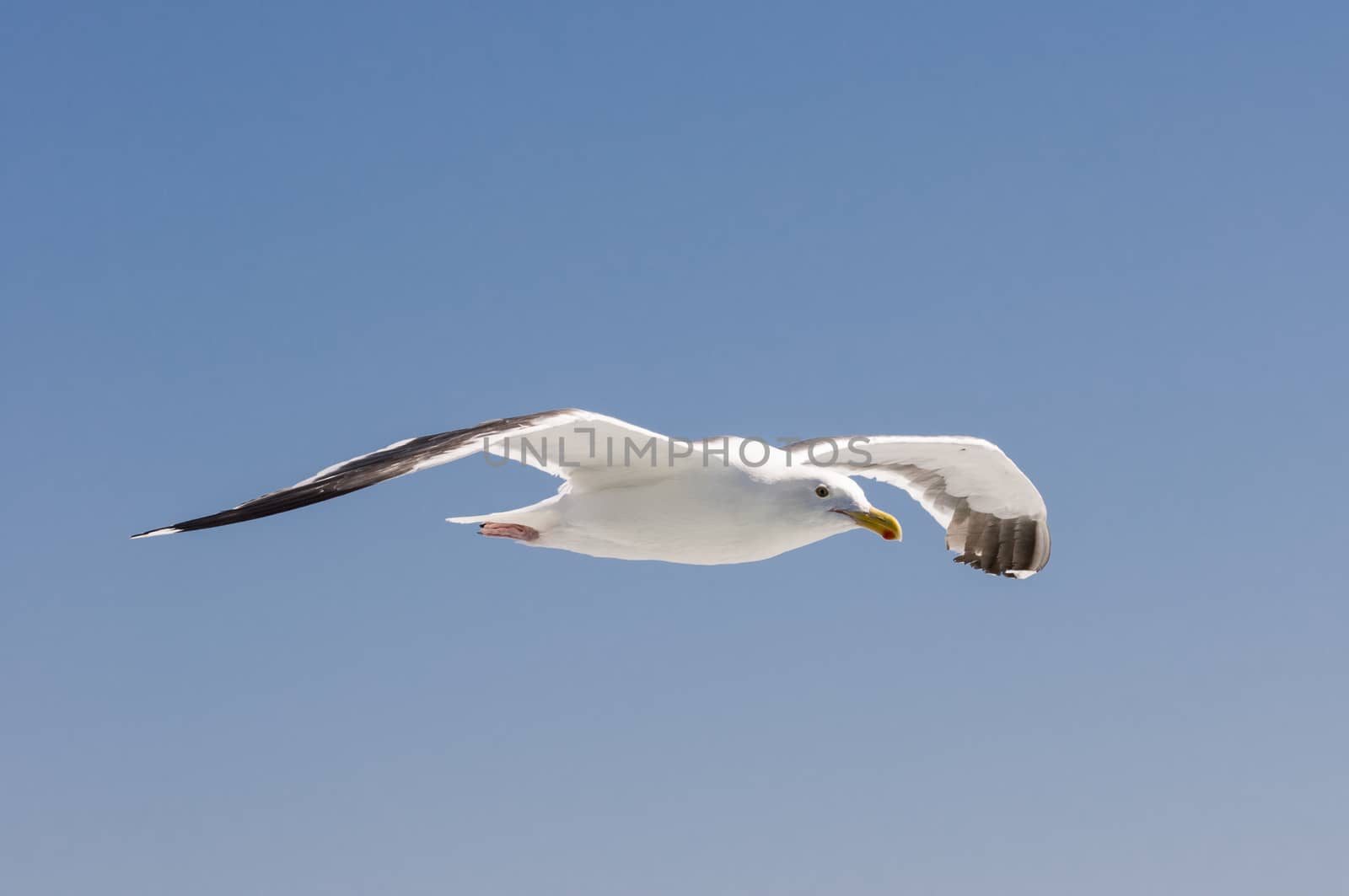 Gull in flight by Njean