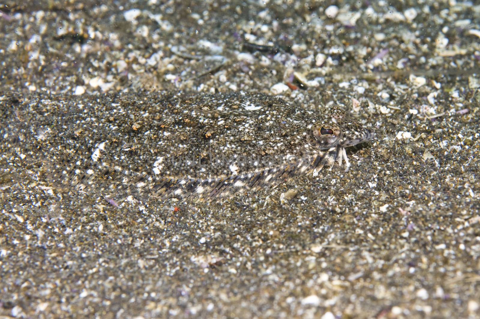Sanddab. Little Scorpion, Santa Cruz, Channel Islands, 34°02 N 119°32W