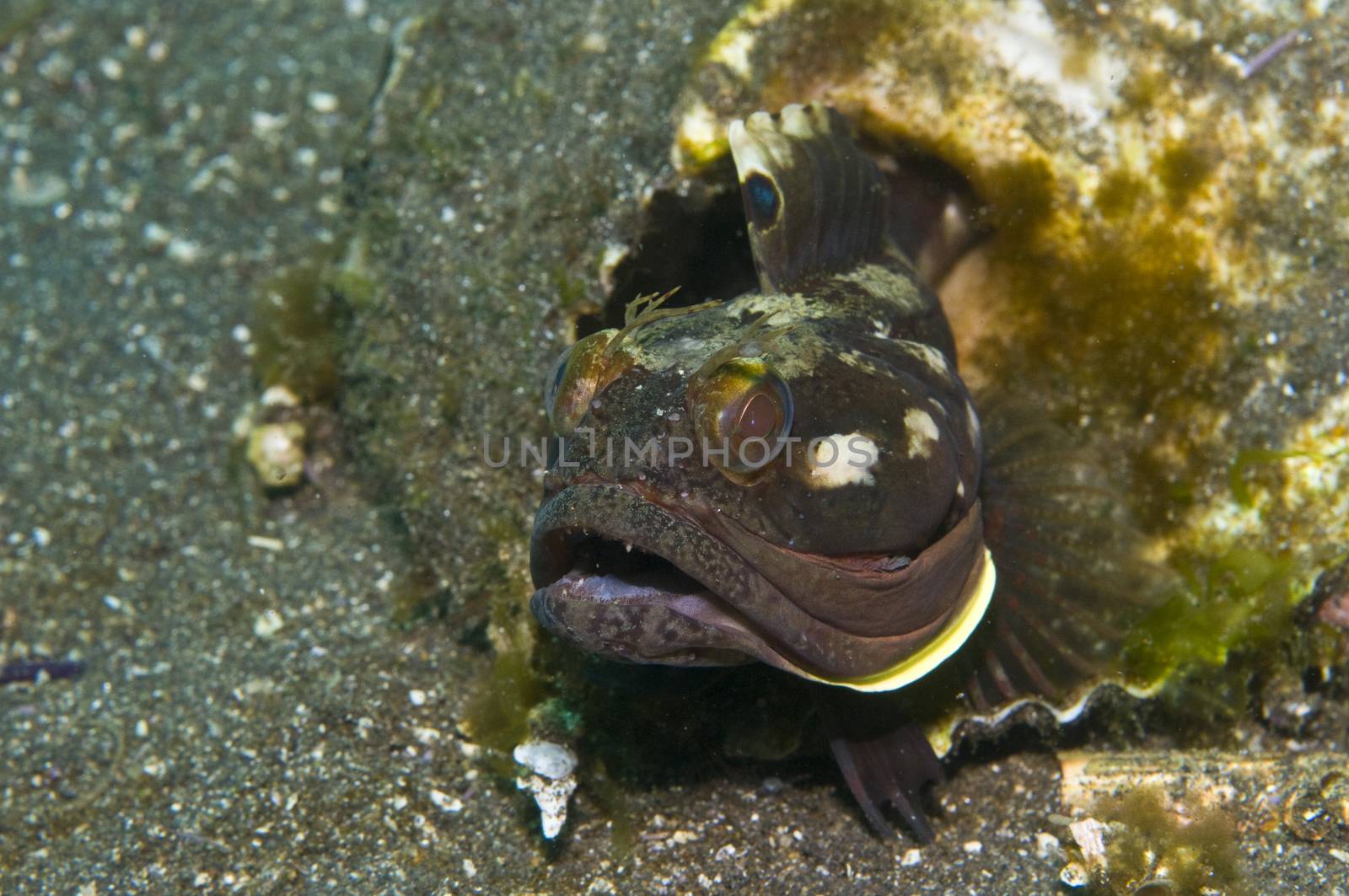 sarcastic fringehead (Neoclinus blanchardi) off Channel Islands, by Njean