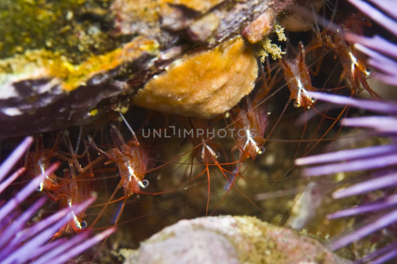 Red rock shrimp (Lysmata californica) Found down to 200ft.  Little Scorpion, Santa Cruz, Channel Islands, 34°02 N 119°32W