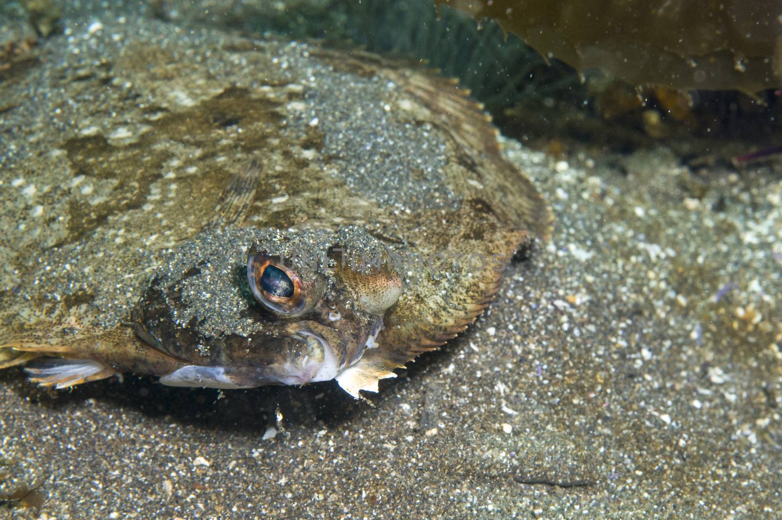 Flatfish off Santa Cruz Island, CA by Njean