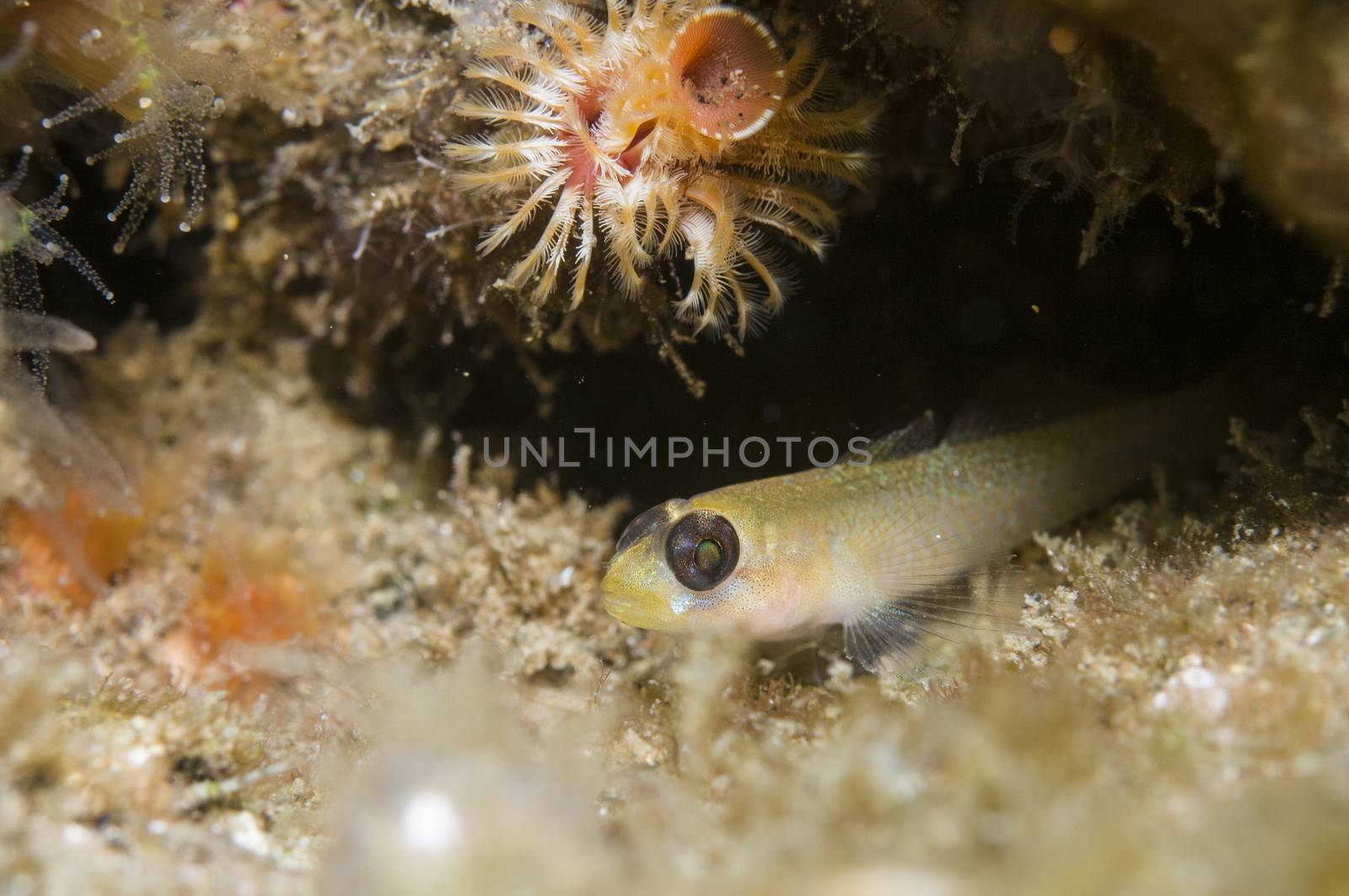 Blackeye Goby (Coryphopterus nicolsi)