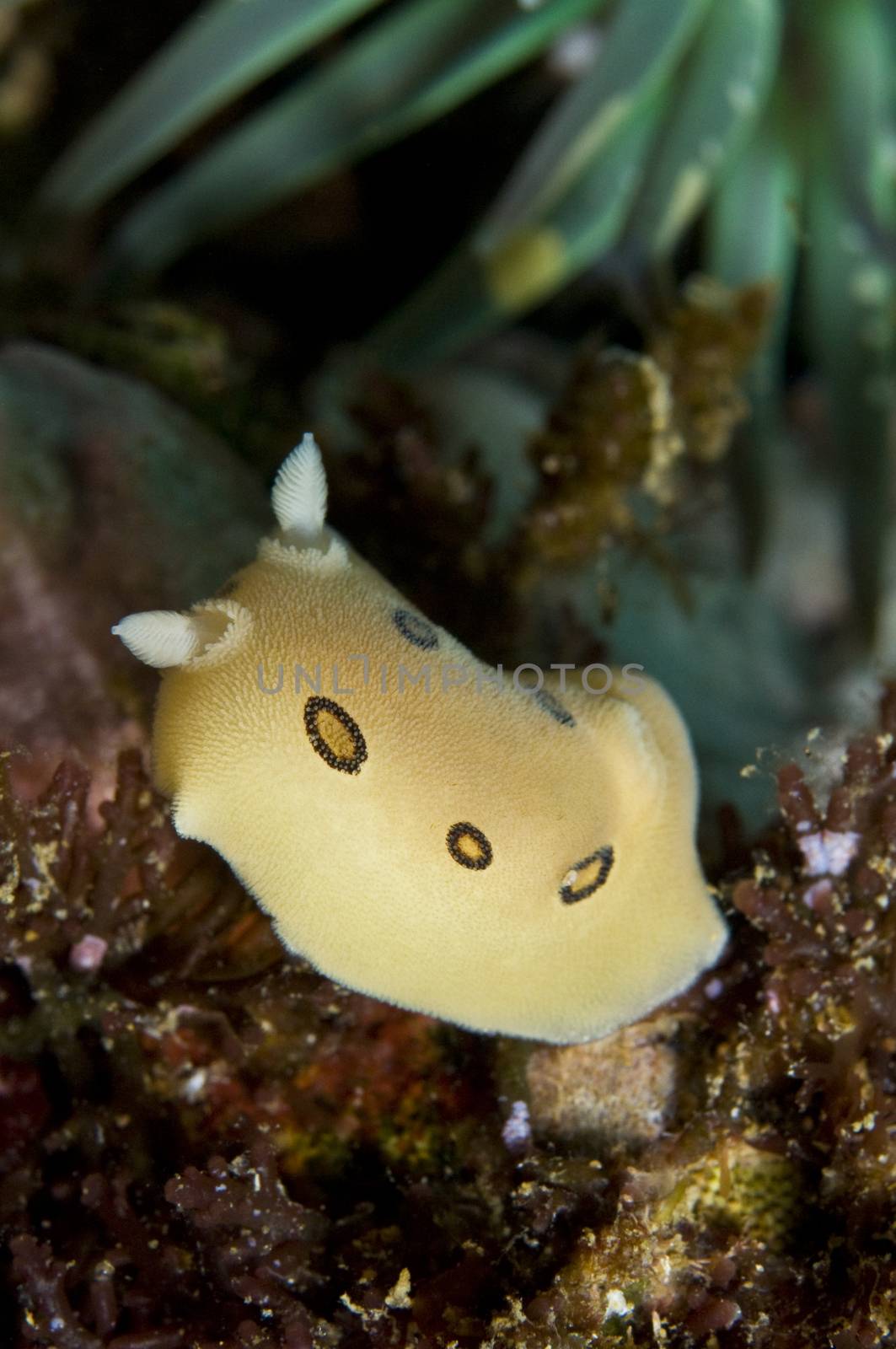 Diaulula sandiegensis (San Diego dorid) up to 80mm, from Alaska to Baja California, to Mexico and Japan.