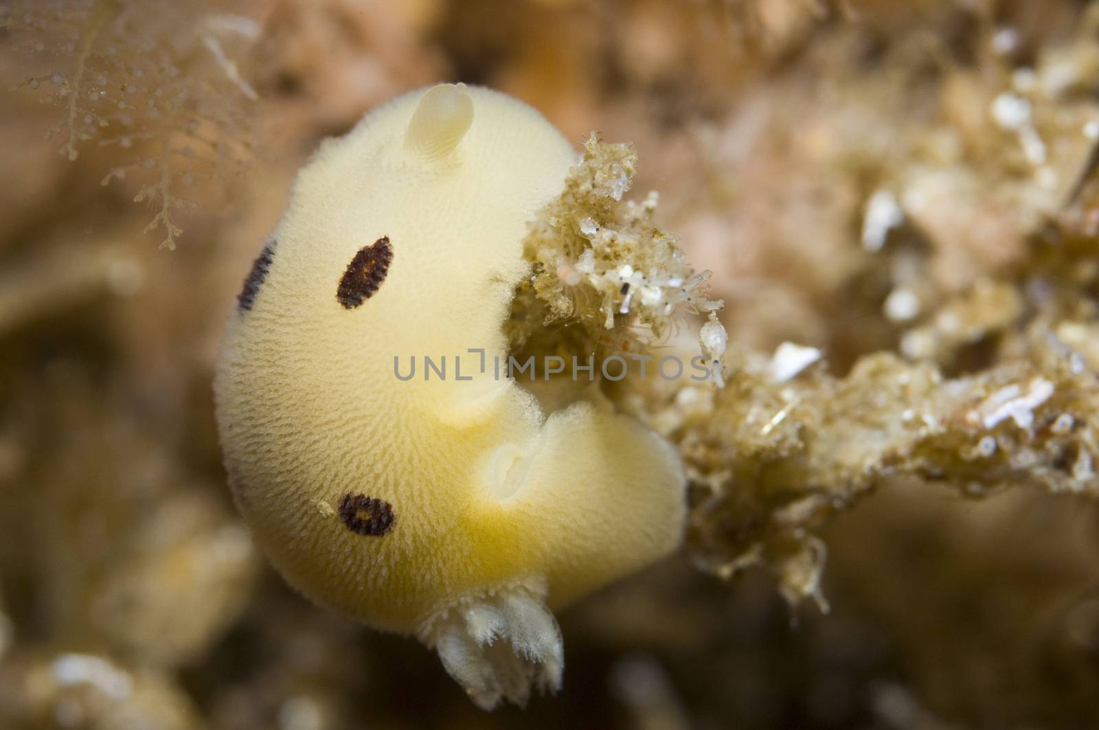 Diaulula sandiegensis (San Diego dorid) by Njean