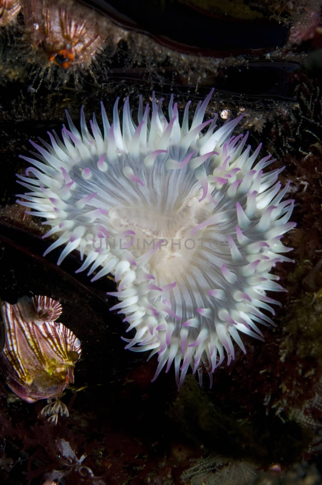 Aggregating Anemone (Anthopleura elegantissima) found attatched to rocks, pier pilings, and other man made structures.