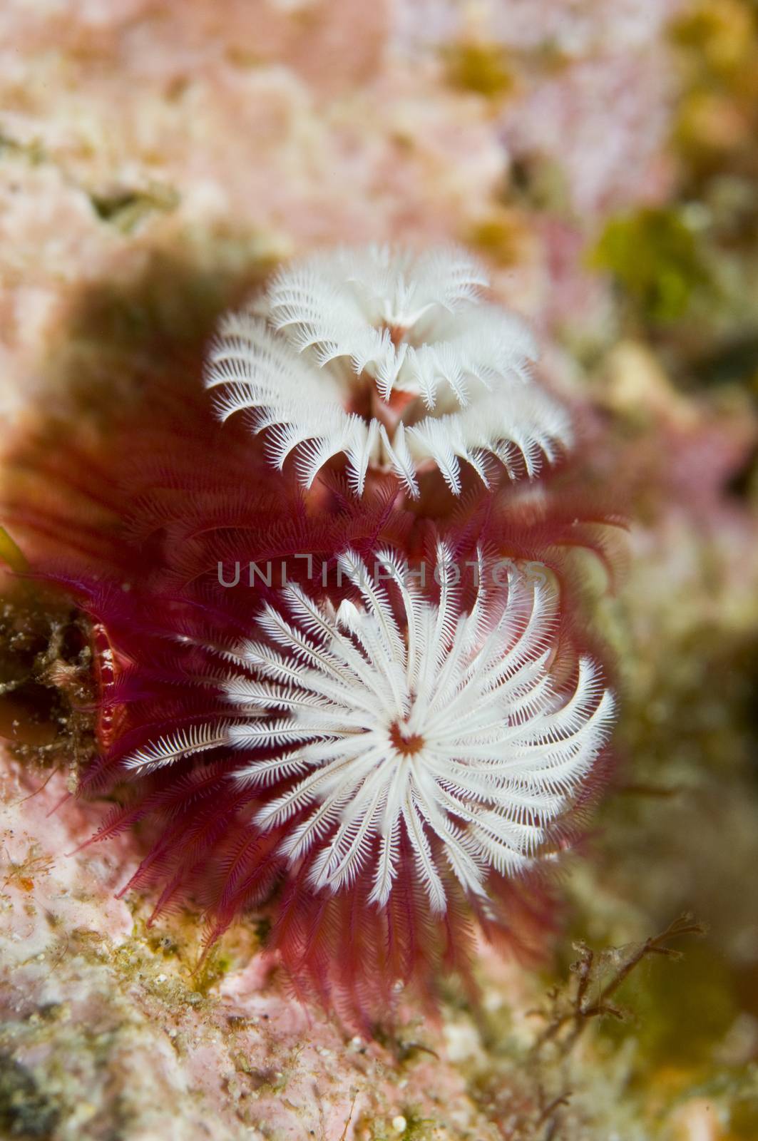 Christmas Tree worm (Spirobranchus spinosus) by Njean