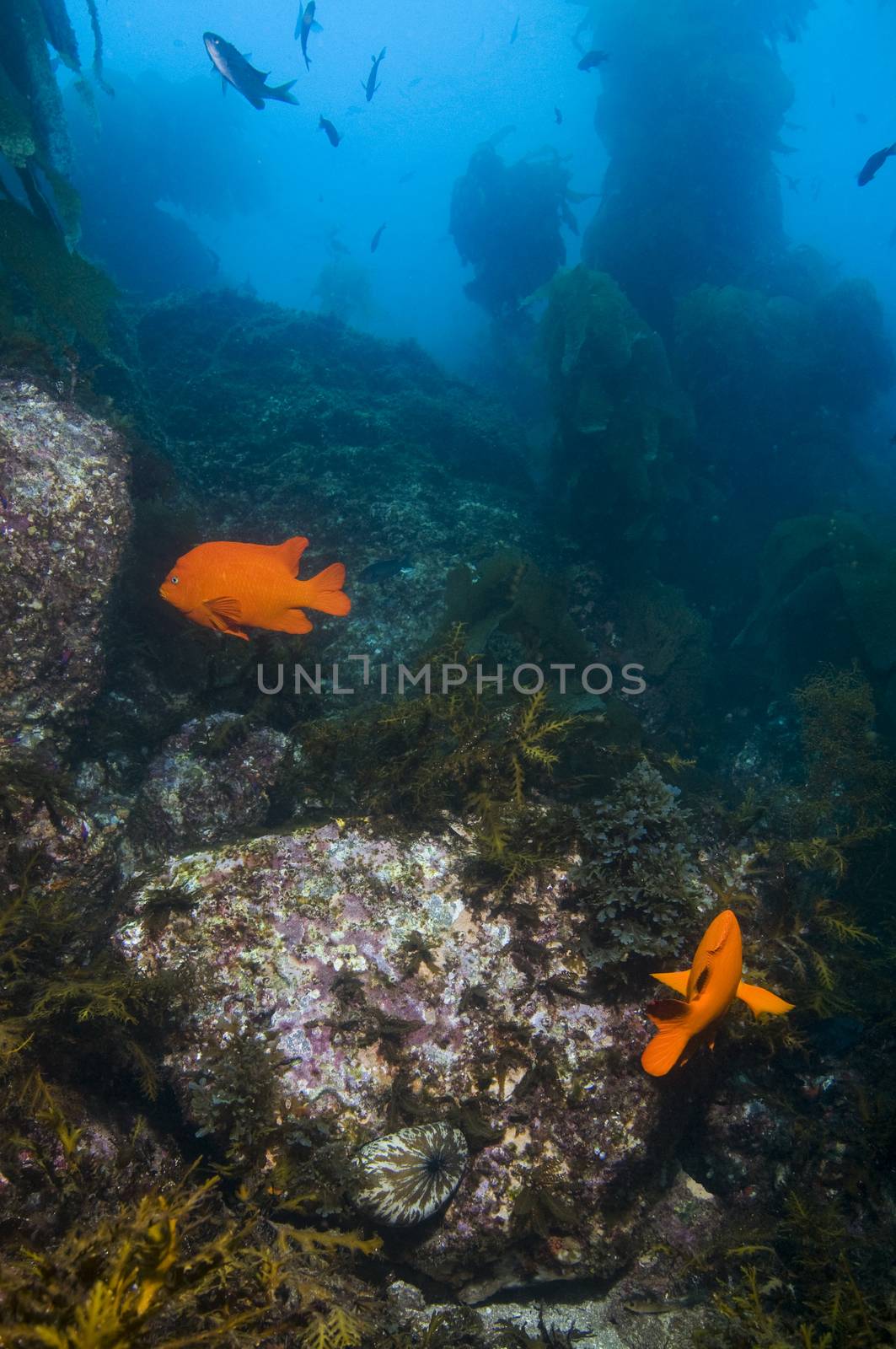 Adult Garibaldi damselfish (Hypsypops rubicundus) in rocky reef by Njean