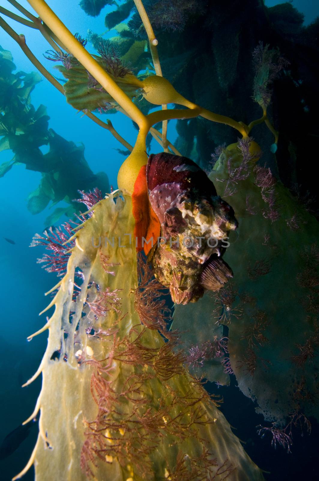 Sea Snail on Giant Kelp (Macrocystis pyrifera) frond by Njean