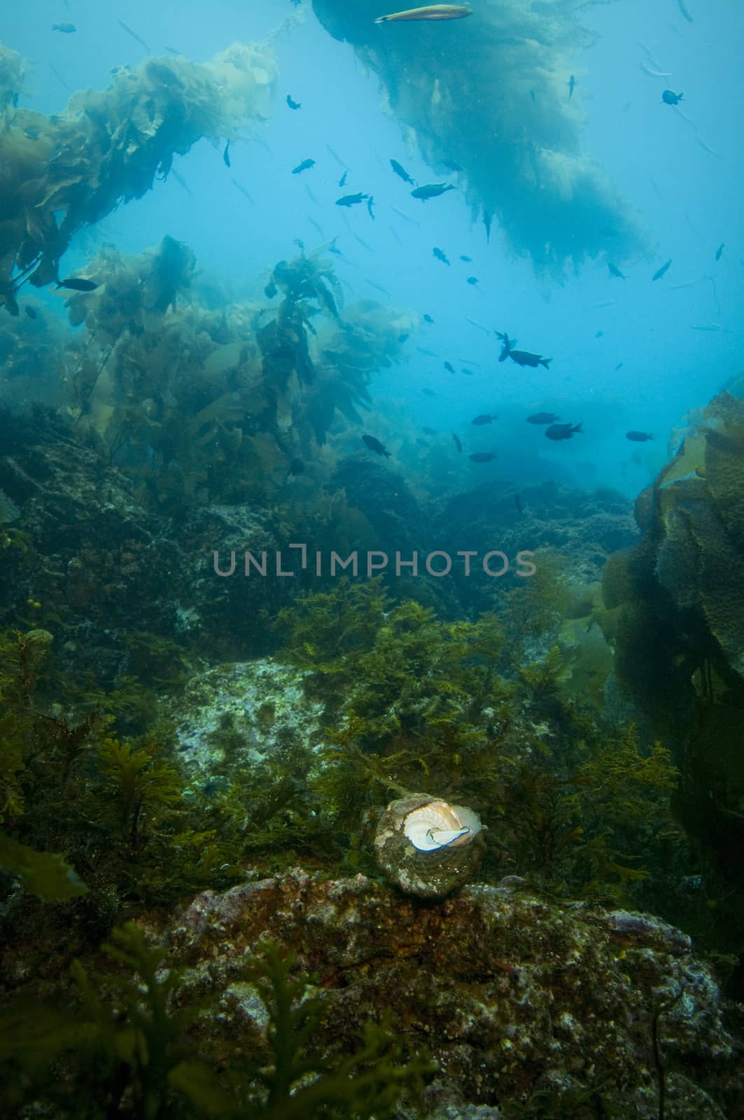 Large shell in underwater rocky reef off Catalina Island, CA by Njean