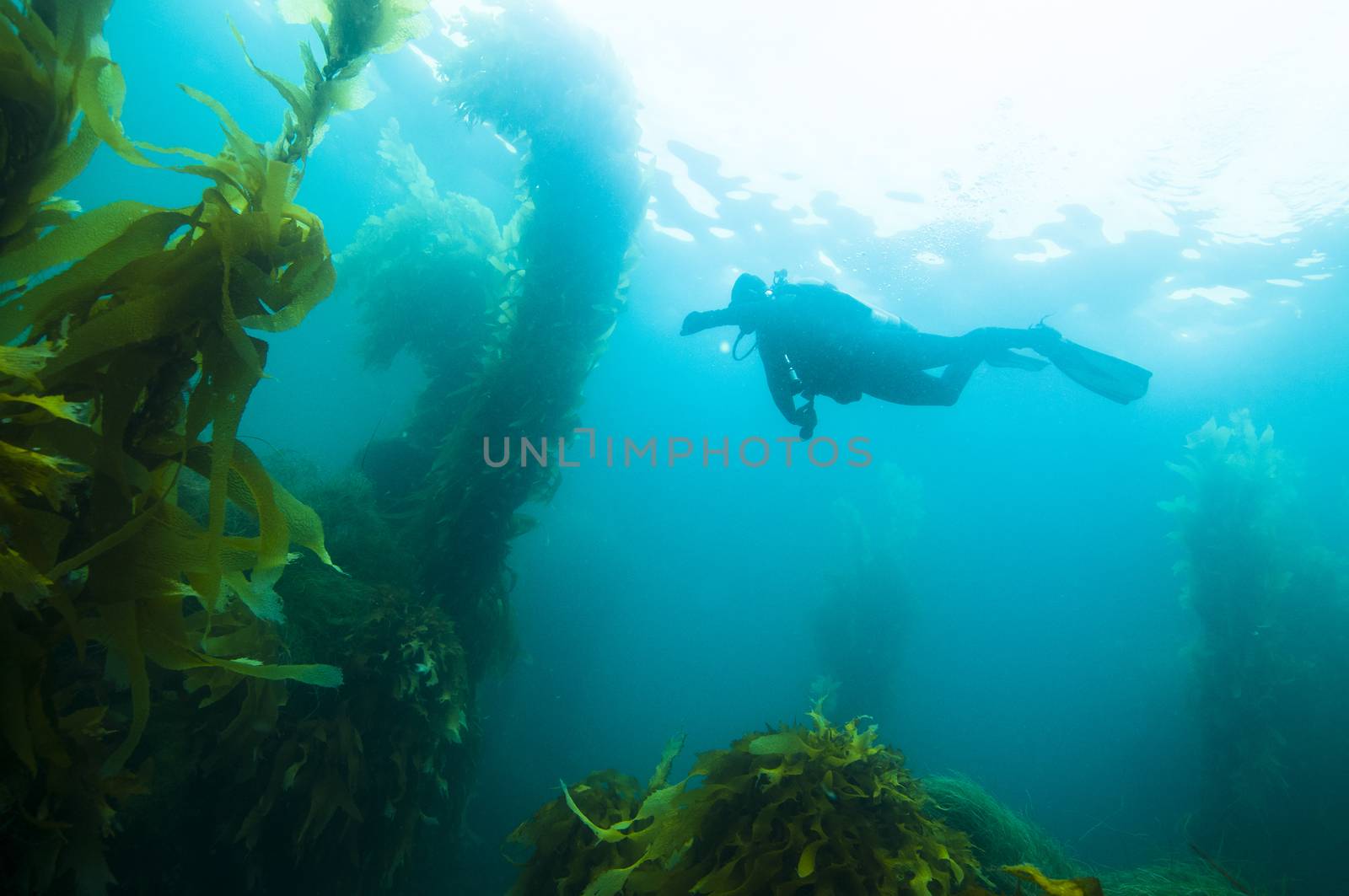 Scuba Diver off San Clemente island, CA  by Njean