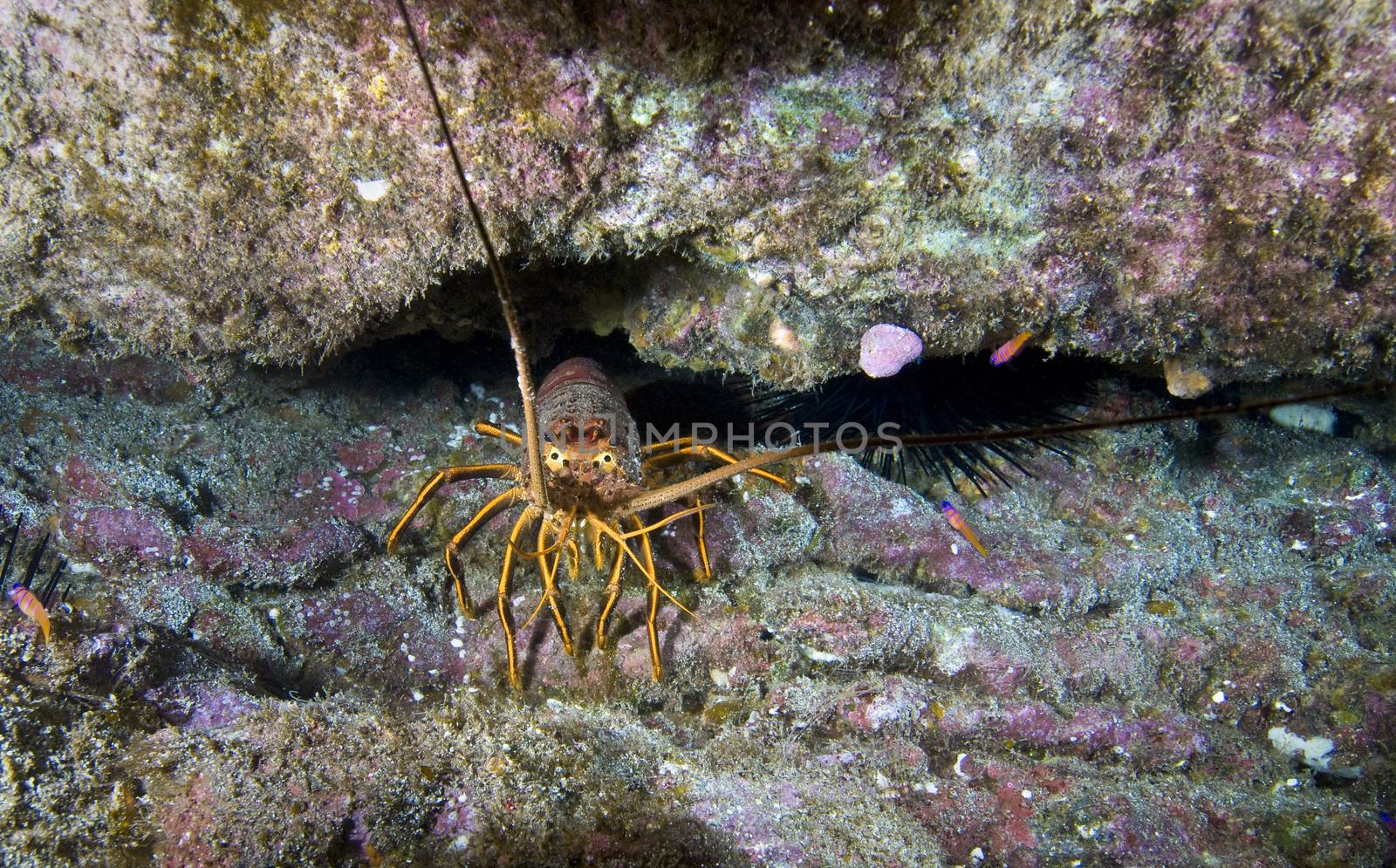 Spiny Lobster (Panulirus interruptus) by Njean