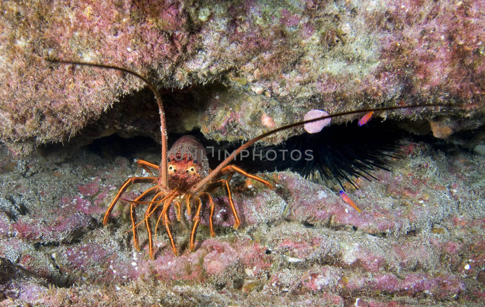 Spiny Lobster (Panulirus interruptus) by Njean