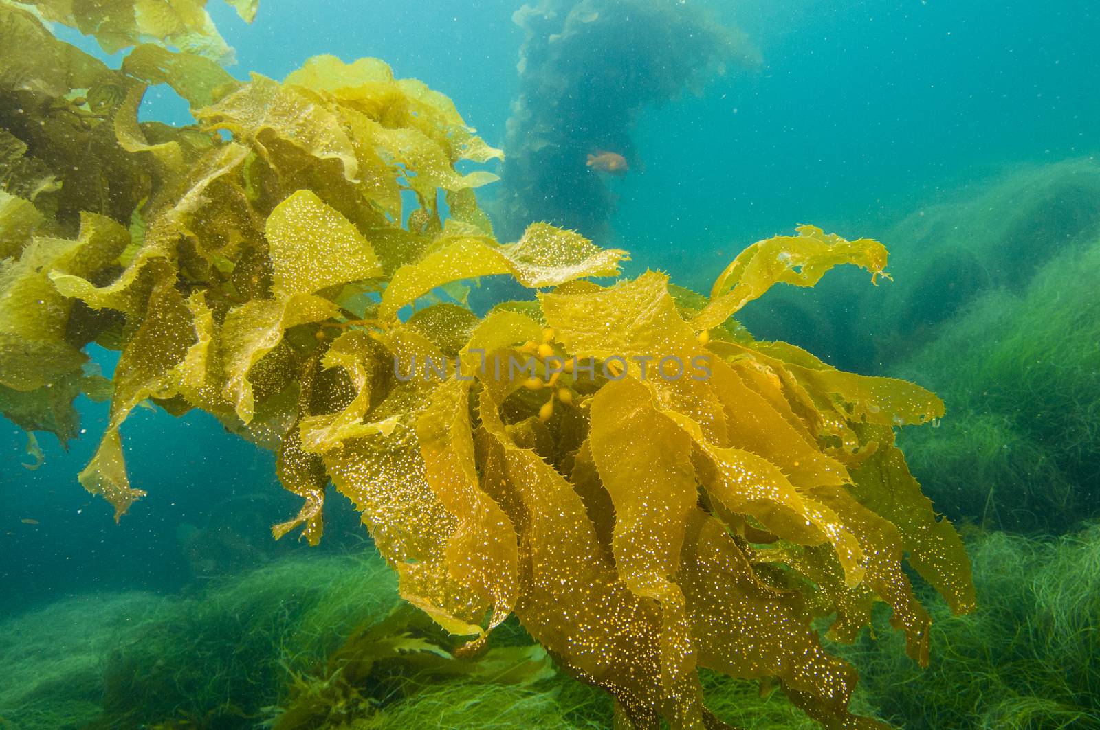 Giant Kelp Fronds off San Clemente island, CA by Njean