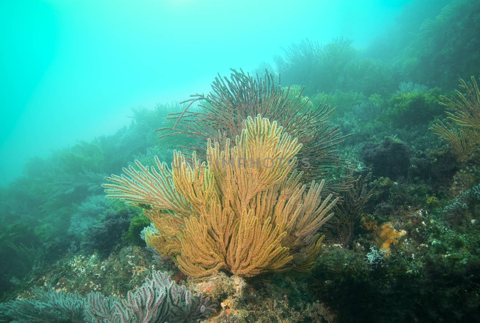 Gorgonian  (also called sea whip or sea fan) off Catalina island by Njean