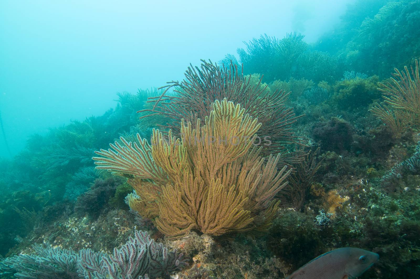 Gorgonian  (also called sea whip or sea fan) off Catalina island by Njean