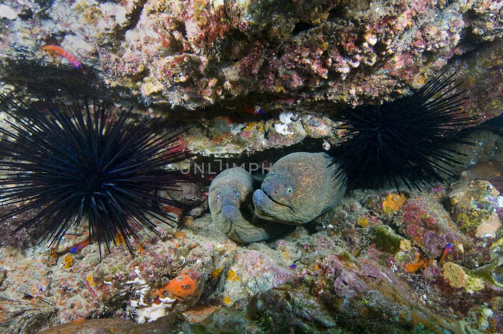 California moray eels (Gymnoyhorax mordax) by Njean