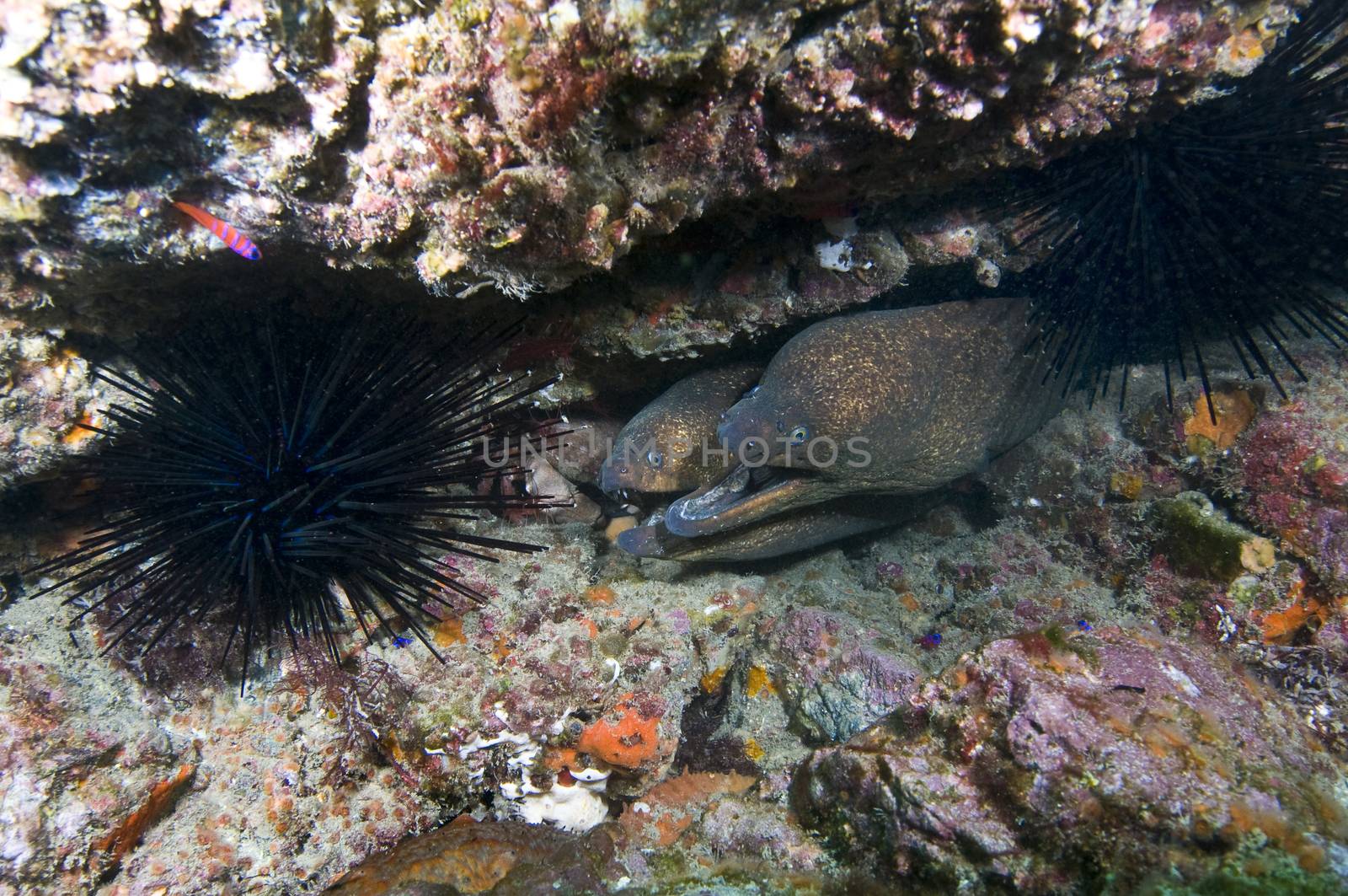 California moray eels (Gymnoyhorax mordax), up to 5ft. "Corey Cormorant Rock", 33°24.777 N 138°28.334 W