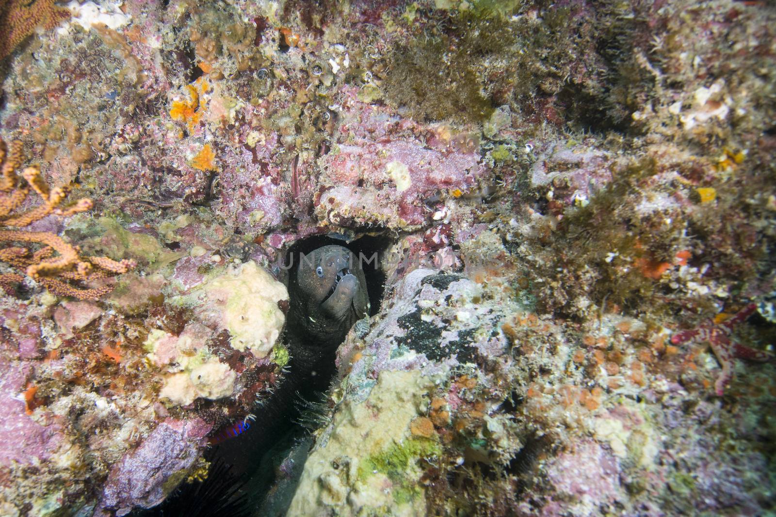 Moray Eel (Muraenidae) off Catalina island, CA