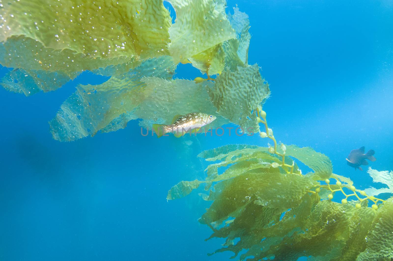 Fish among kelp fronds off Catalina Island, CA by Njean