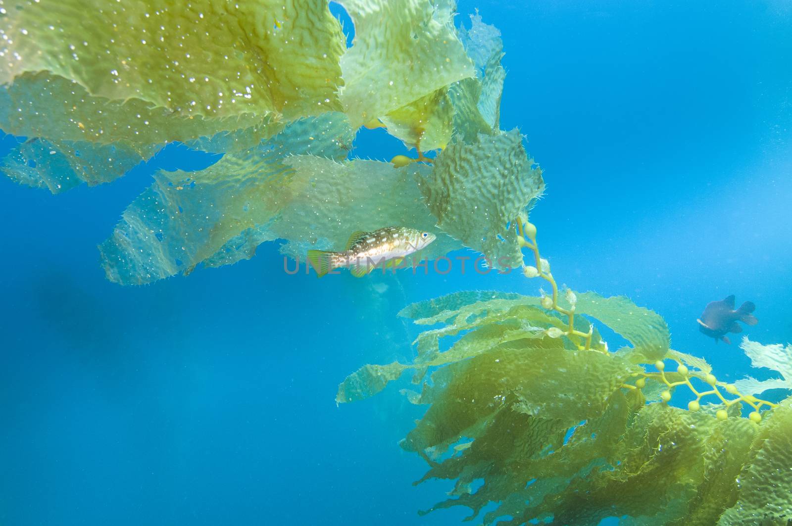 Fish among kelp fronds off Catalina Island, CA