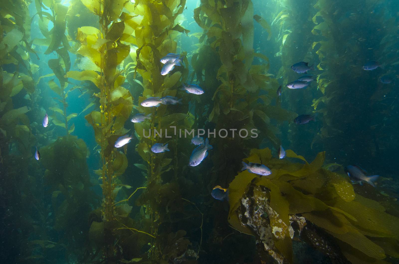 Fish in kelp reef off Catalina Island, CA by Njean