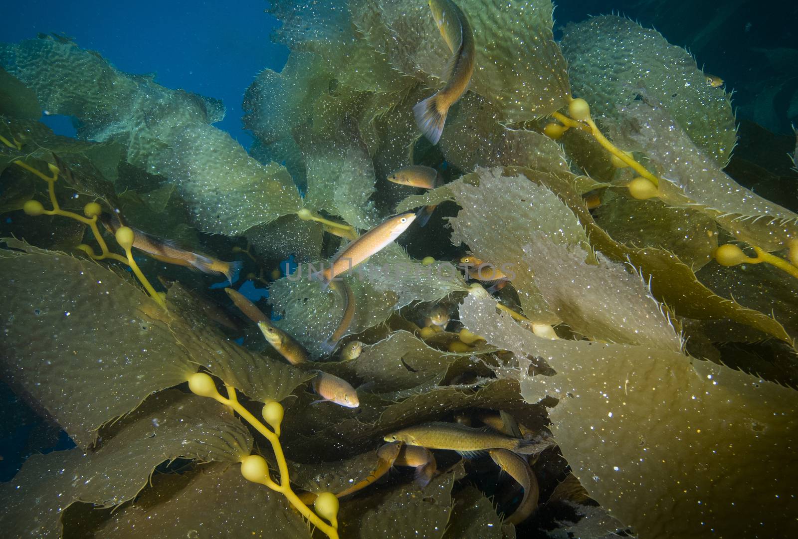 Fish among kelp fronds off Catalina Island, CA by Njean