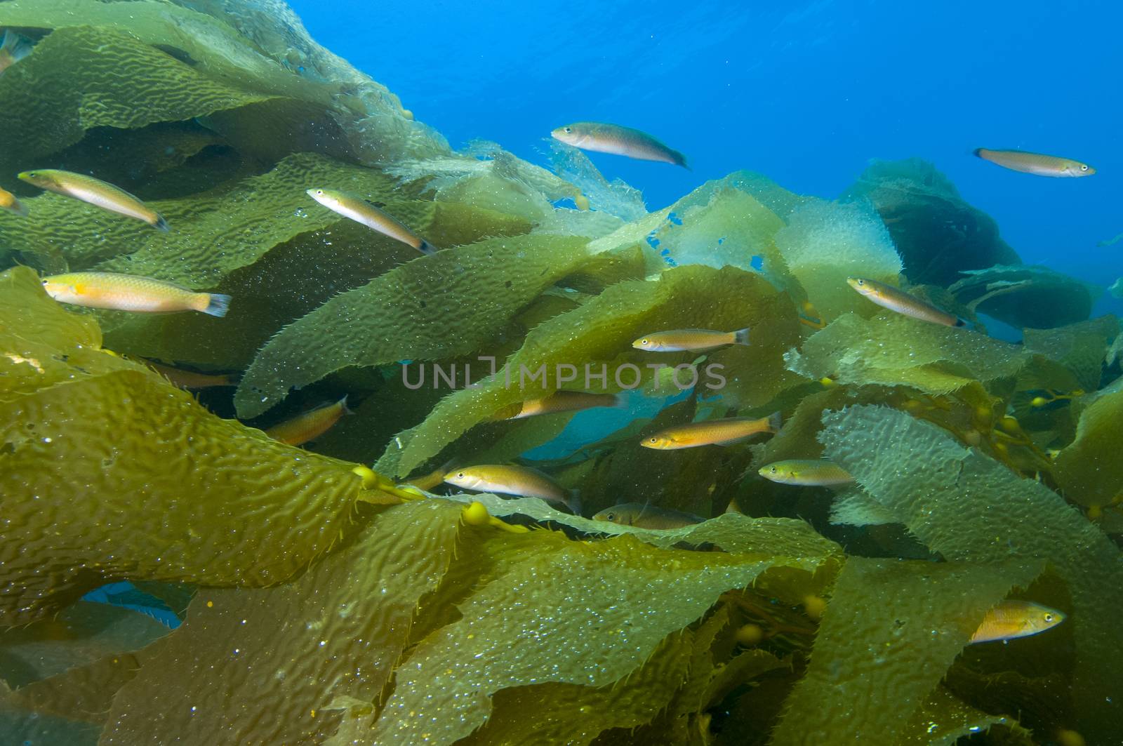 Fish among kelp fronds off Catalina Island, CA by Njean