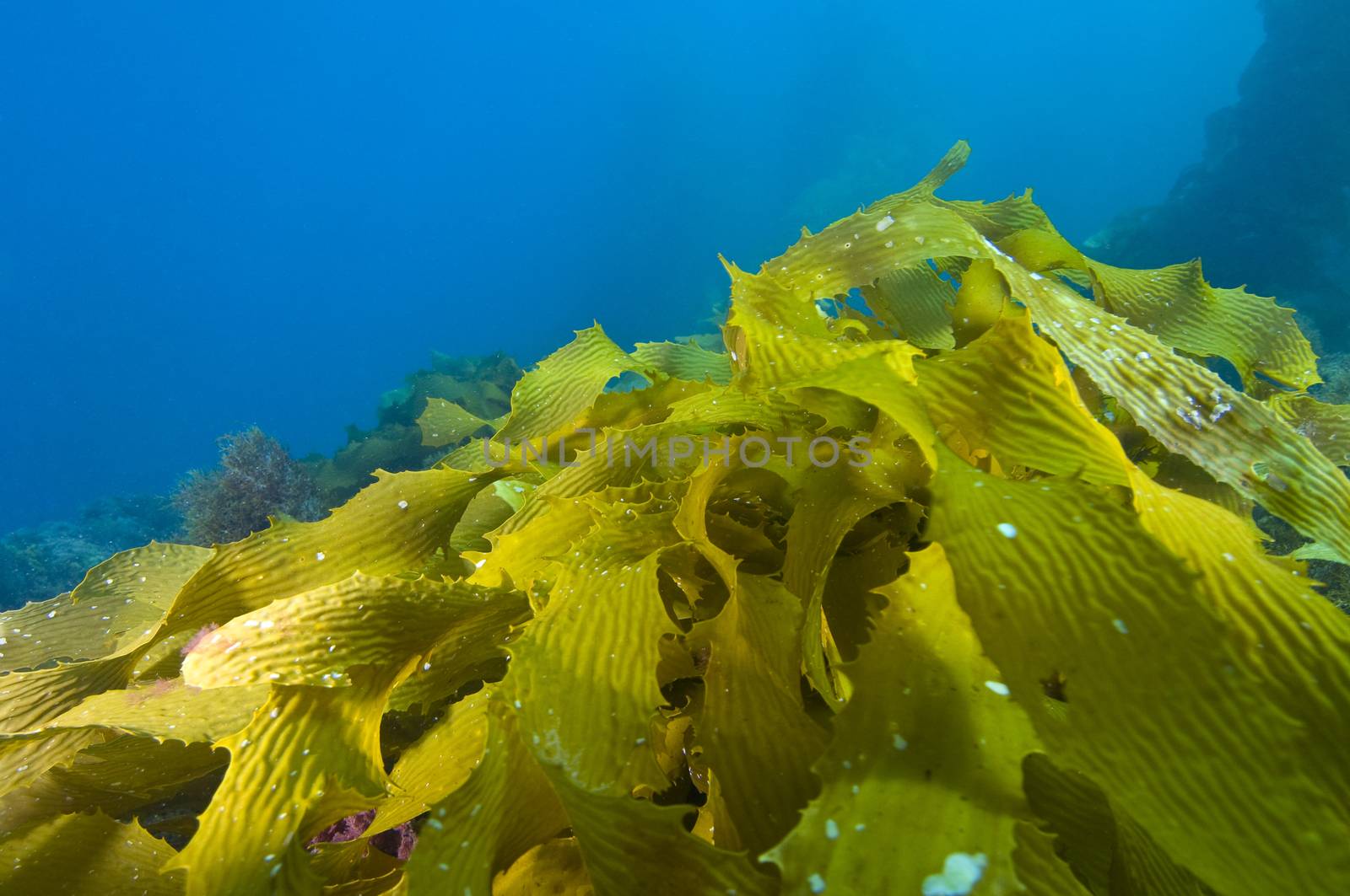 Kelp on ocean bottom off Catalina island, CA by Njean