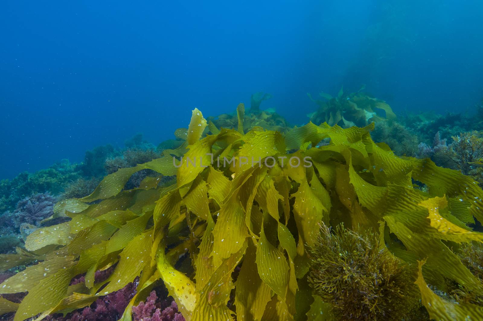 Kelp on ocean bottom off Catalina island, CA by Njean