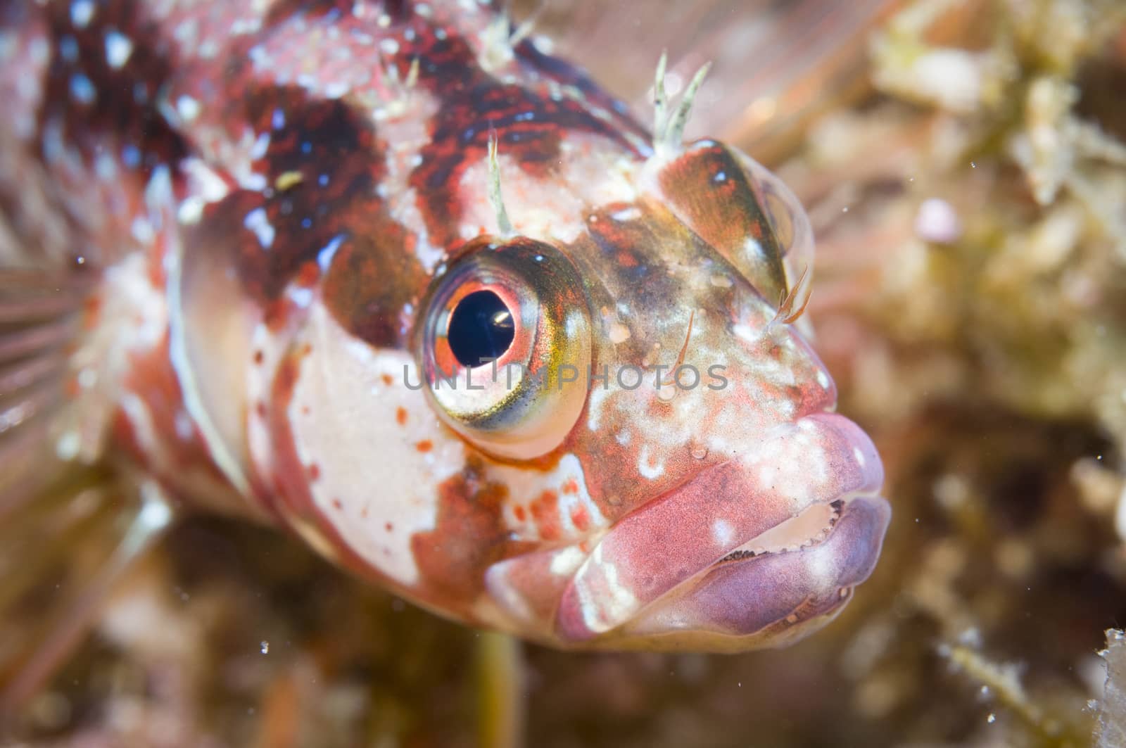 Fish close-up off Catalina island, CA by Njean