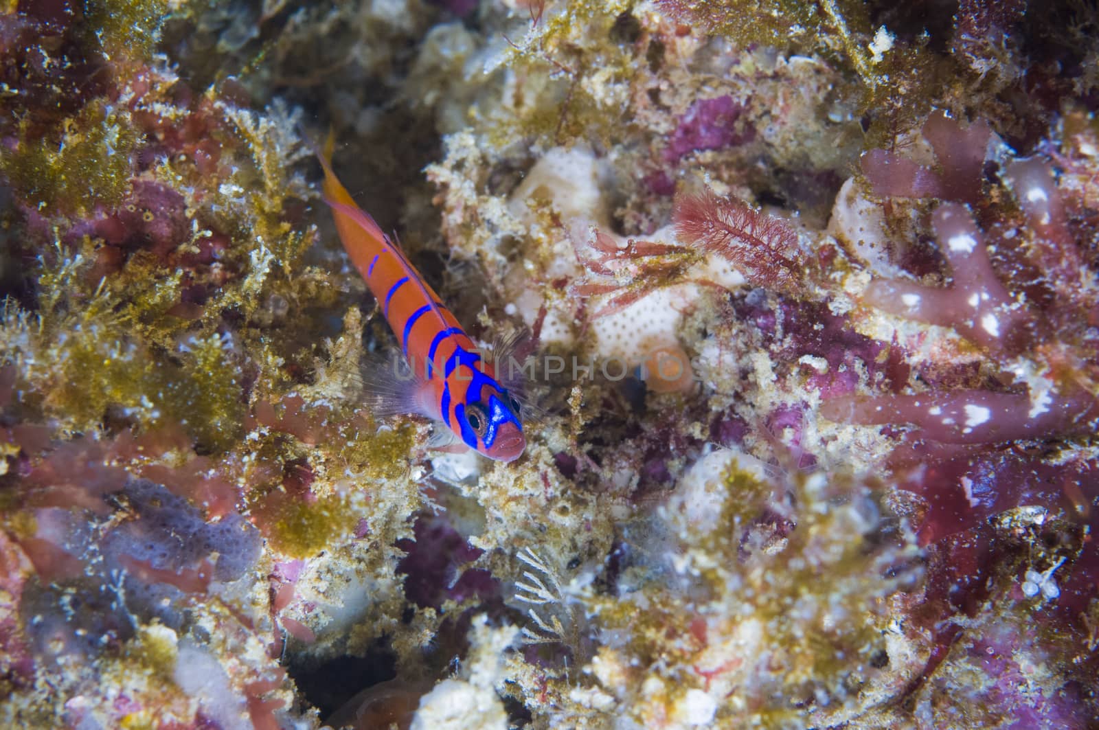 Catalina Goby aka Bluebanded Goby (Lythrypnus dalli) by Njean