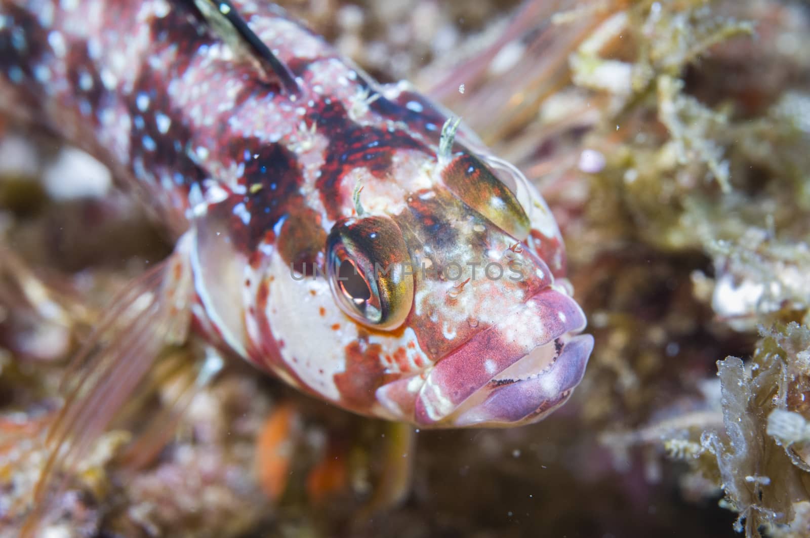 Fish close-up off Catalina island, CA