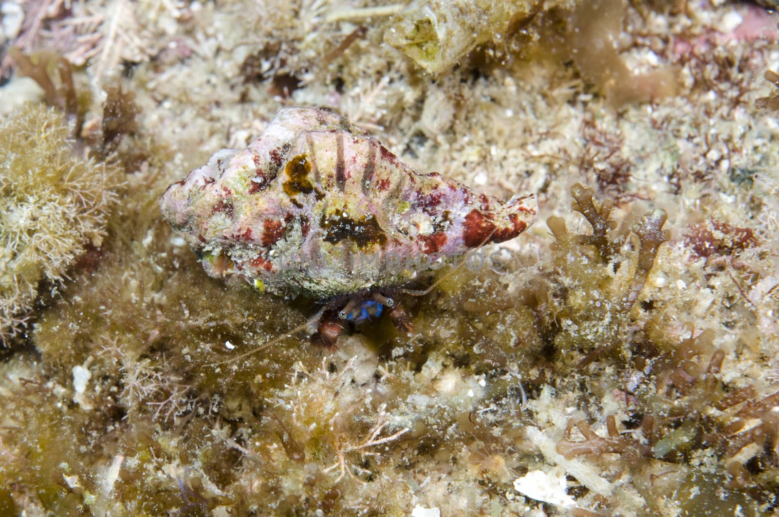 Hermit Crab in reef off Catalina island, CA by Njean