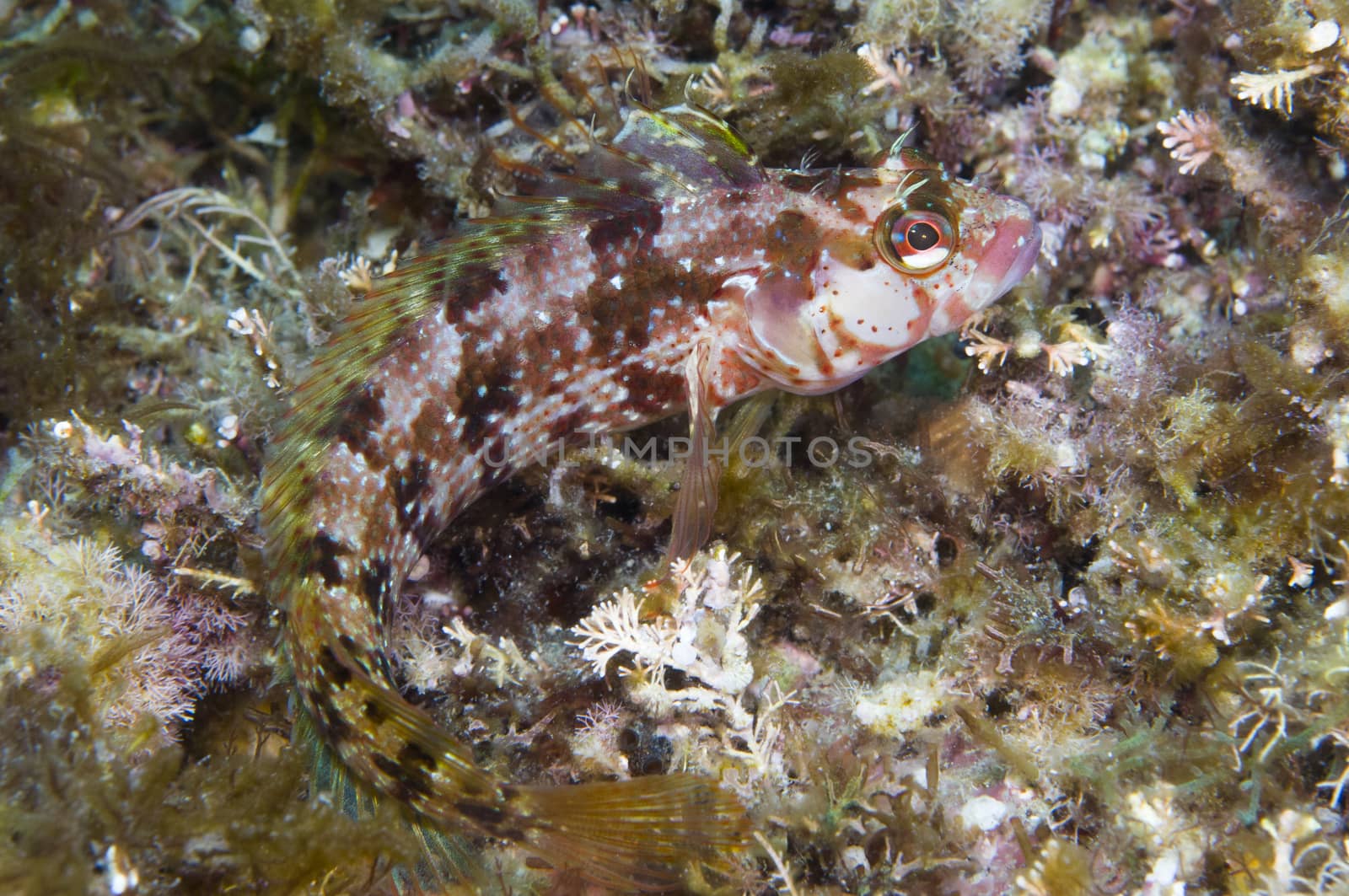 Fish camouflaged off Catalina island, CA