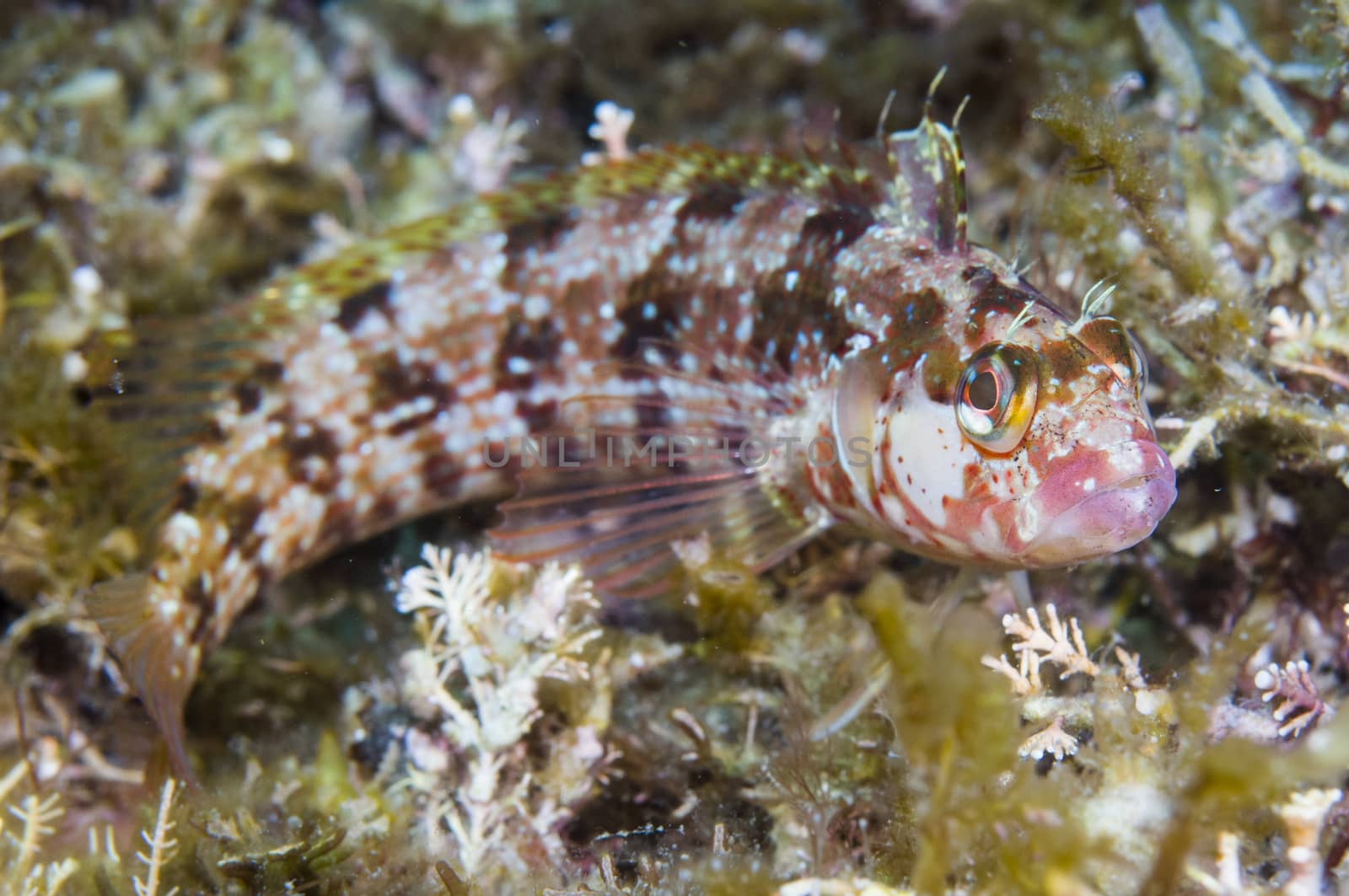 Fish camouflaged off Catalina island, CA